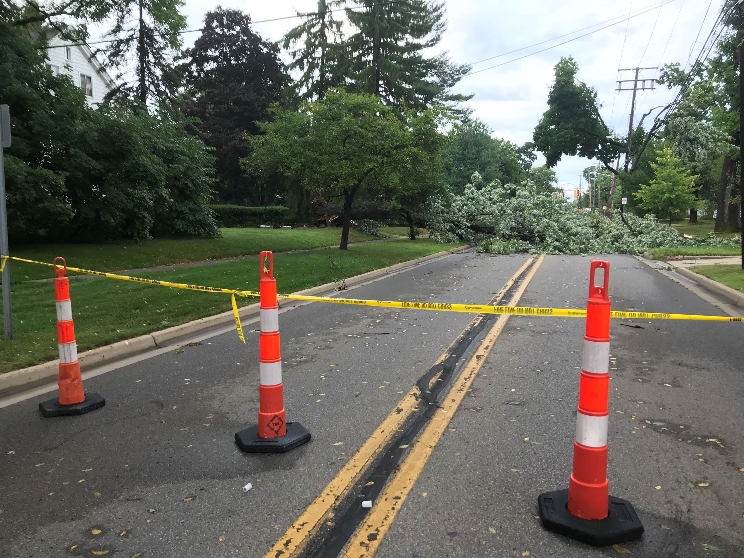 Tree blocking street 