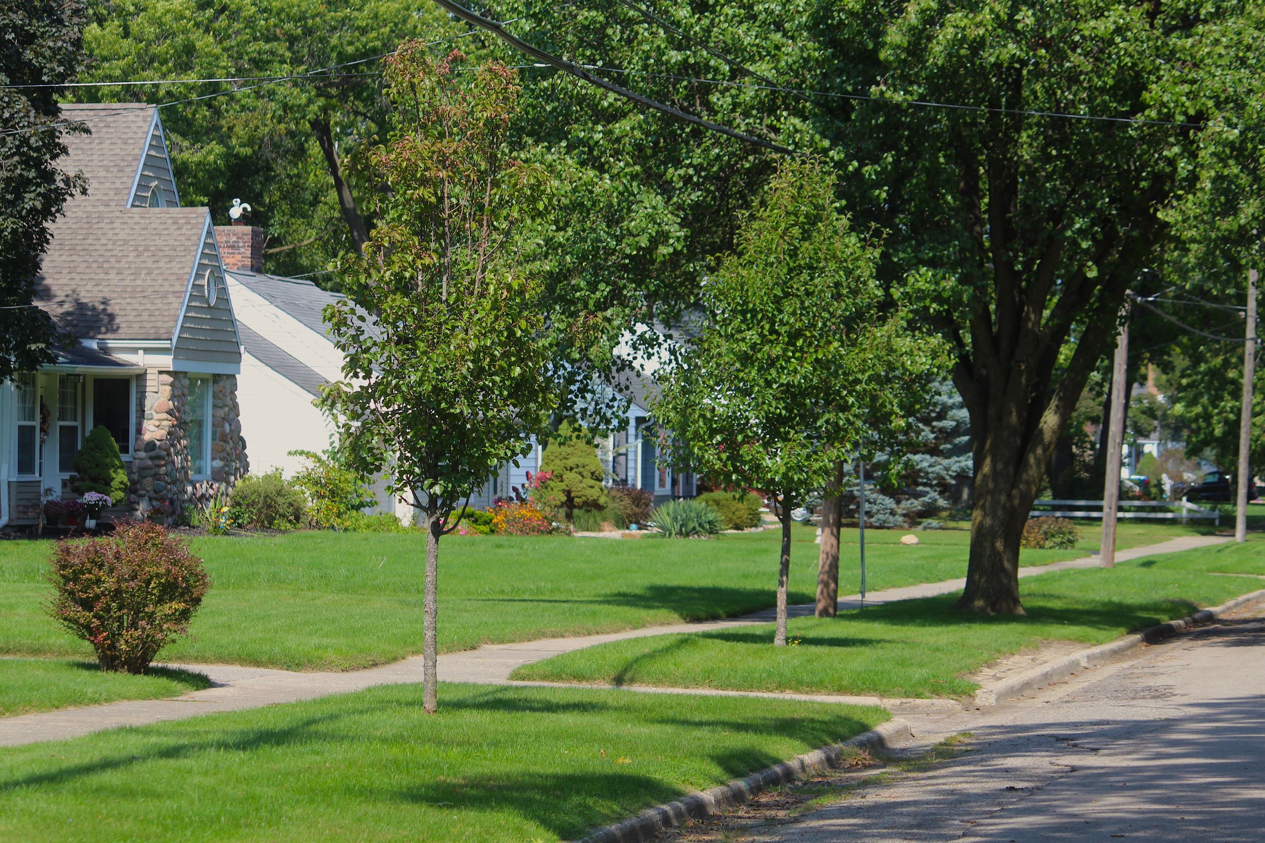 Trees along street in Jackson neighborhood Sept. 2023