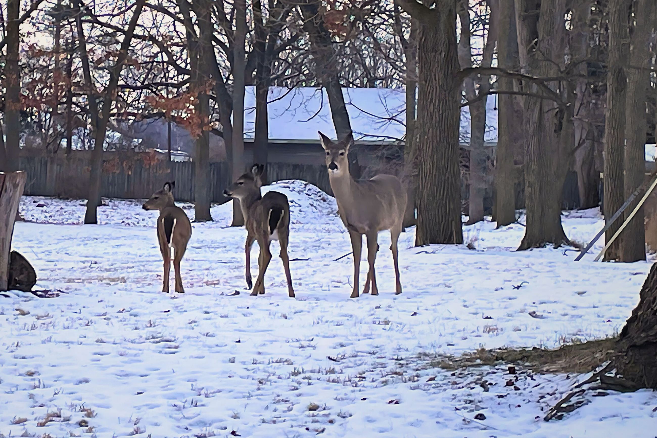 Deer in neighborhood near Ella Sharp Park Jan. 2025 (1)