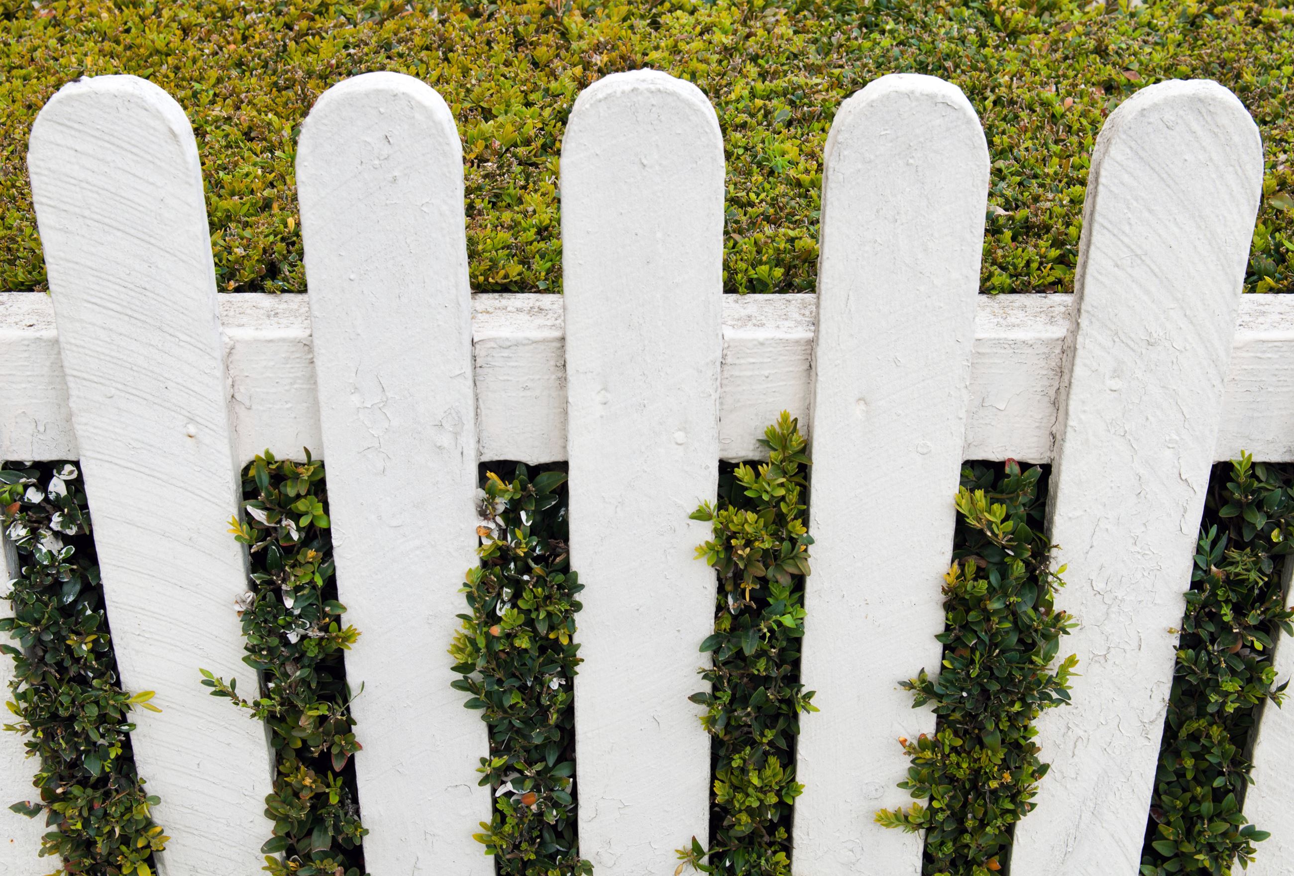 white fence 