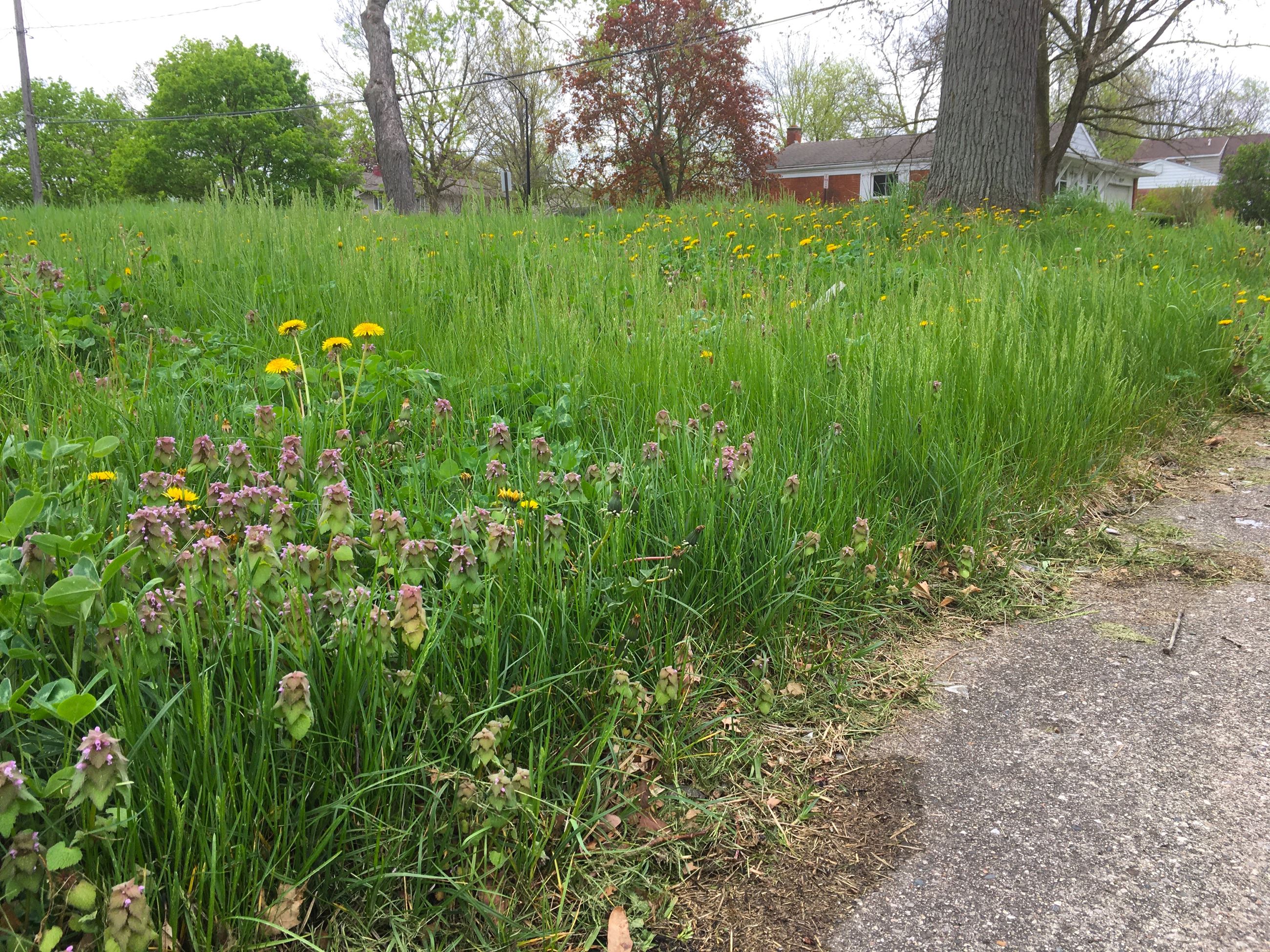 Long grass in Jackson